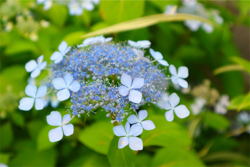 f:id:kinoko36:20180620182317j:image f:id:kinoko36:20180620182317j:image