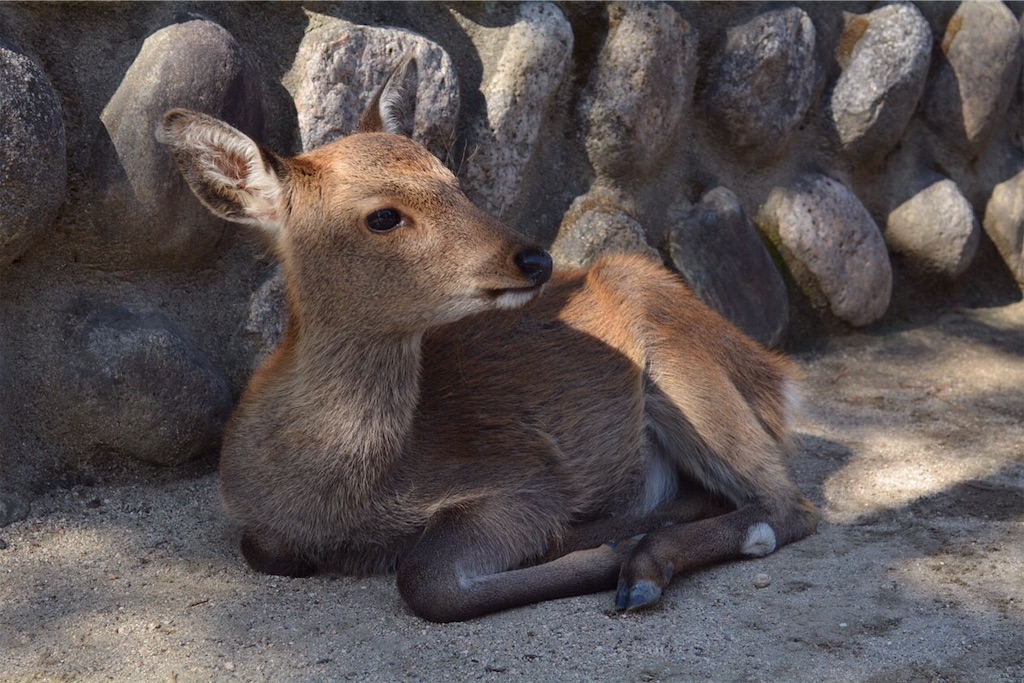 f:id:kinoko36:20181118201044j:image f:id:kinoko36:20181118201044j:image